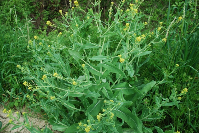 Myagrum perfoliatum